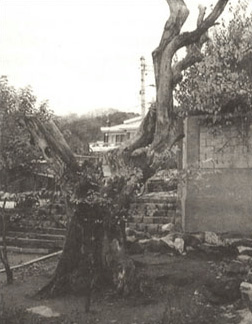 개봉동 느티나무