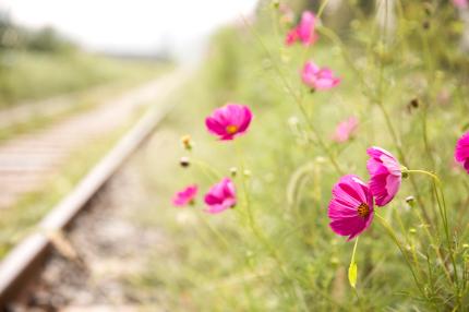 항동 푸른수목원 의 이미지