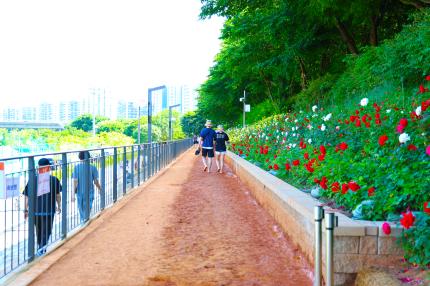 안양천 신정교 황톳길 의 이미지