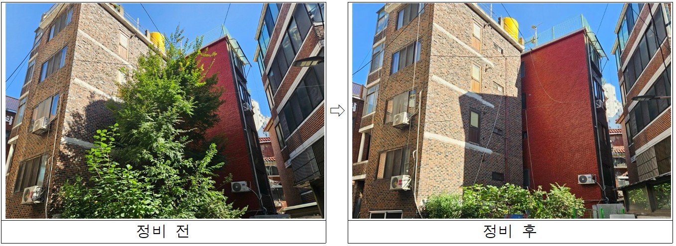 구로구, 생활공간 주변 위험수목 202주 정비 완료 1번째 파일