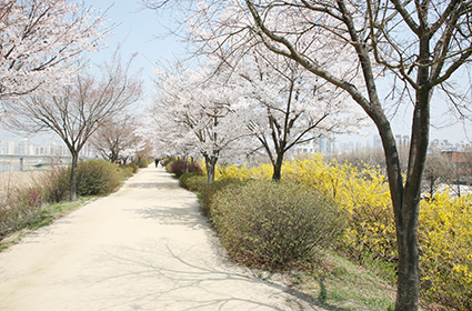 Anyangcheon Stream Walkway