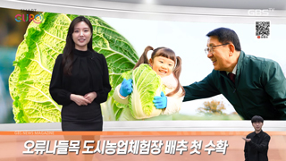 오류나들목 도시농업체험장 배추 첫 수확