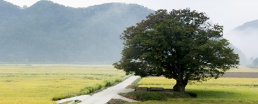 Tree: Zelkova