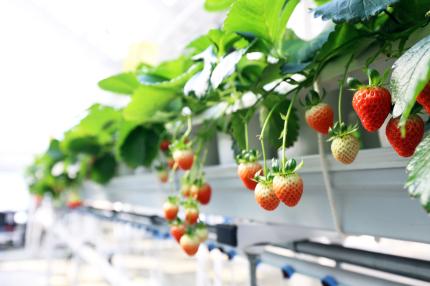 2024.1.30 스마트팜센터  딸기 수확 체험 의 이미지