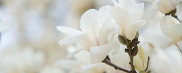 Flower: Magnolia